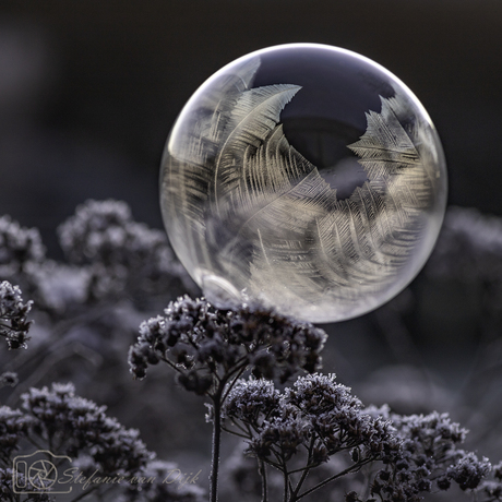 Frozen bubble 12-2021