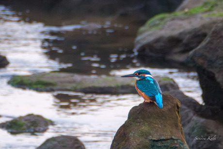 IJsvogeltje 