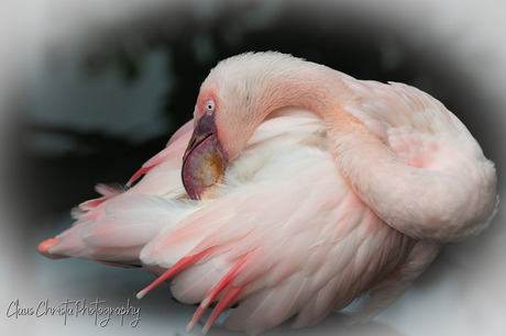 Kleine flamingo