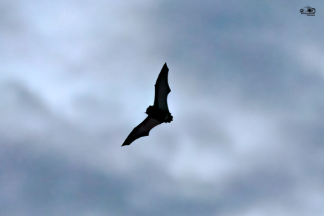 Vleermuis in volle vlucht boven de tuin