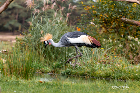 Grijze kroonkraanvogel