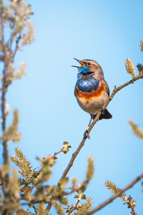 Zingende blauwborst