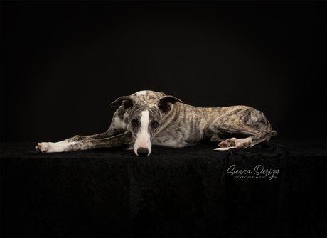 Lotus, Whippet