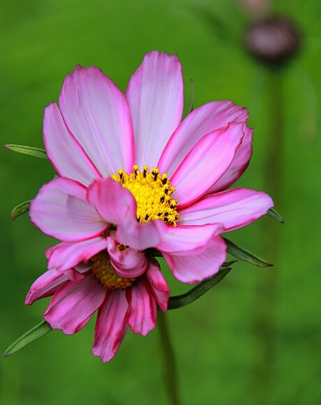 Pink Flower