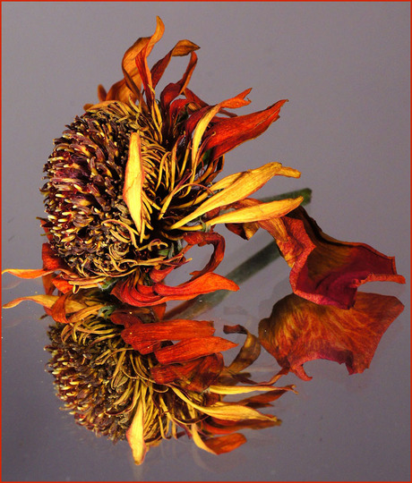 mijn geliefde bloem............................