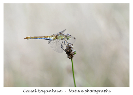 Steenrode heidelibel 