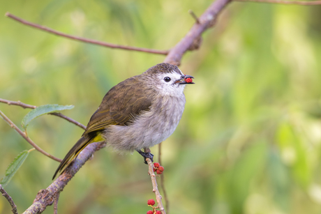 Bleekgezichtbuulbuul