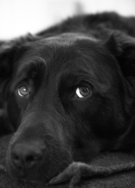 Zwart-wit hond