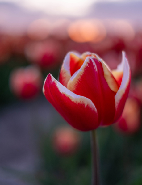 Tulp in bloei tijdens avondlicht