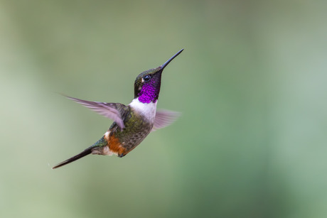 Paarskeelboself in vlucht