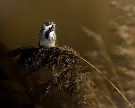 De rietgors (Emberiza schoeniclus)
