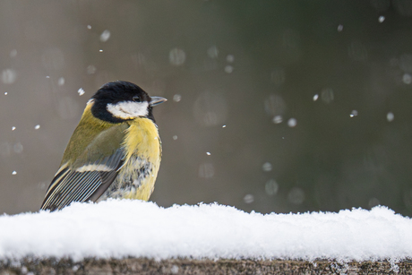 Koolmeesje in de vallende sneeuw.