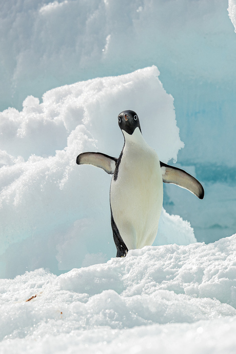 Antarctica dansende pinguin