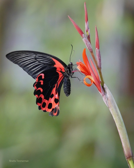 Scarlet Mormon (Papilio rumanzovia)