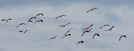 Een vlucht kieviten