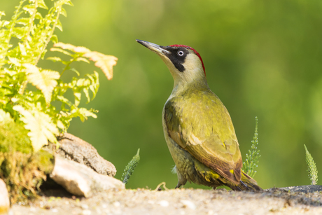 Groene Specht