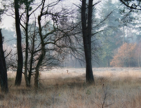 Ree op koude winterochtend