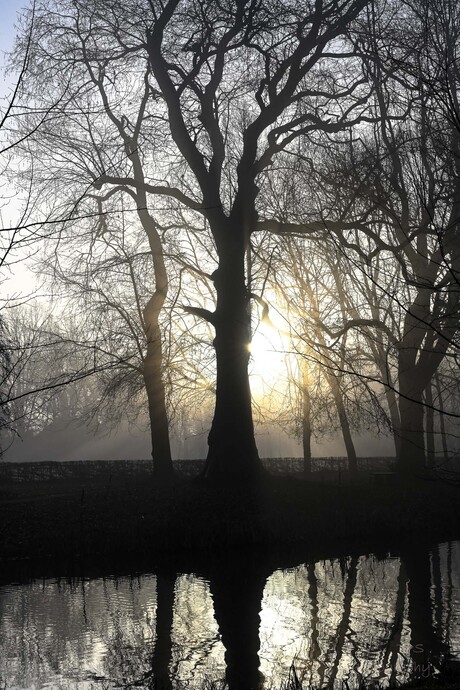 de boom en het zonlicht