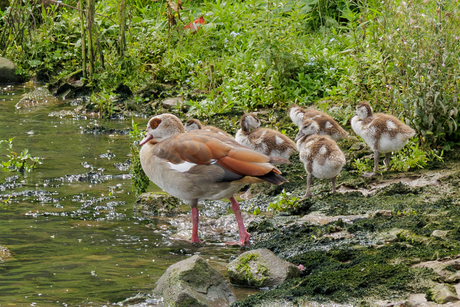 Moeder de (Nijl)gans...