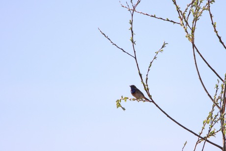 Blauwborst op de uitkijk