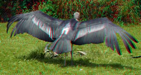 Gier Vulture Blijdorp Zoo Rotterdam 3D 