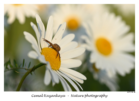 Spin op margriet