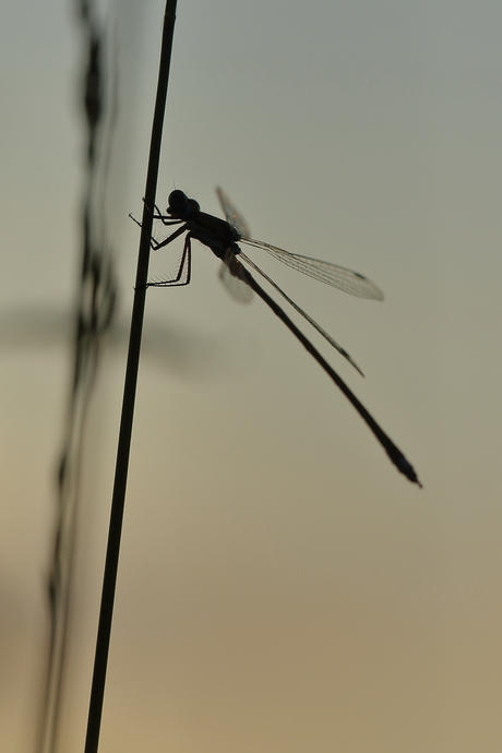 silhouet