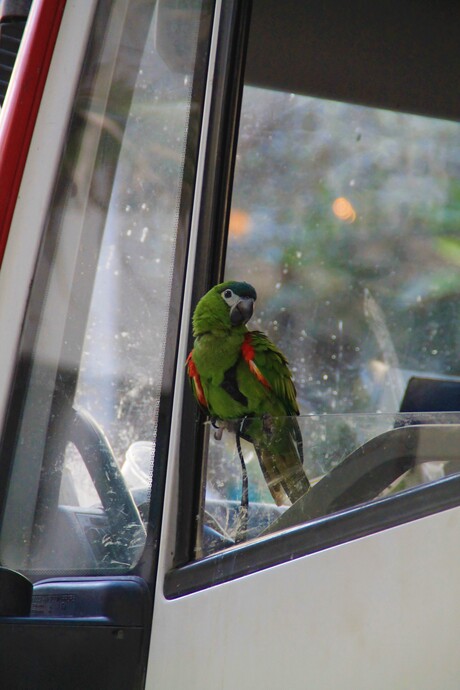 Parrot at work