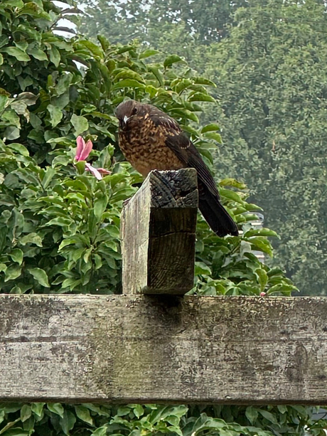 Merel in de achtertuin