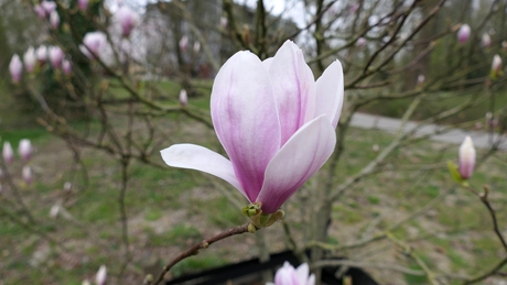 Magnolia