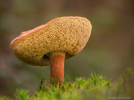 Buisjes van de kastanjeboleet