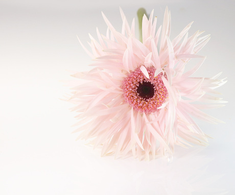 gerbera