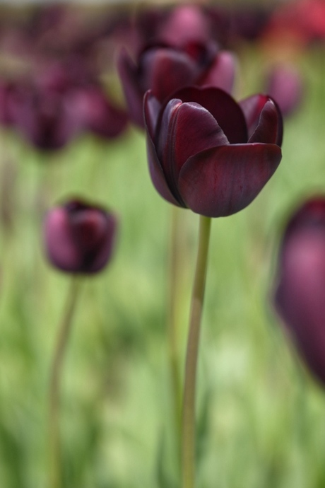 Tulpen