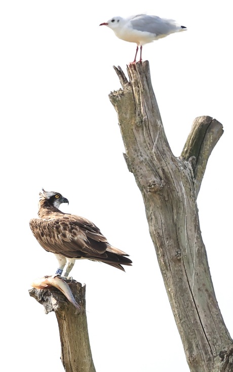 Visarend met gezelschap ...