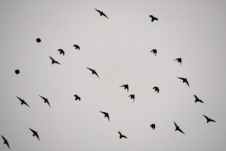 Gierzwaluwen in vlucht