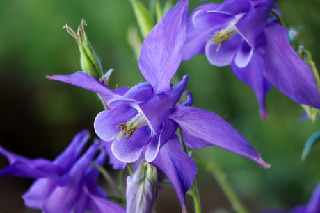 Flowers Lago d' Orta