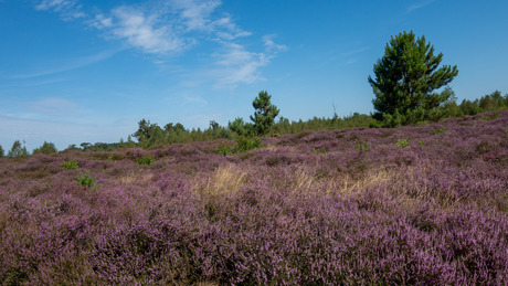 Heide in Bloei