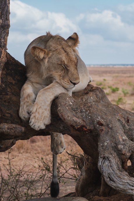 Sleepy lion