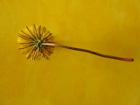 Romeinse erfenis, Nijmegen Oost 2026