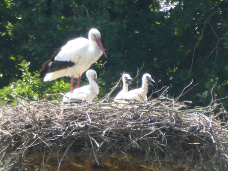 Een ooievaar met 3 jongen