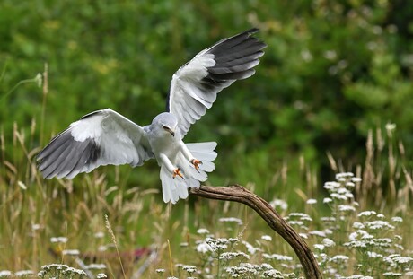 Black-winged Kite