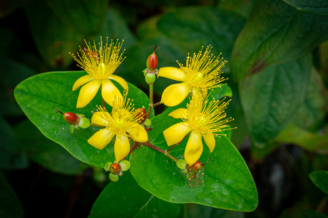 Tuinbloemen