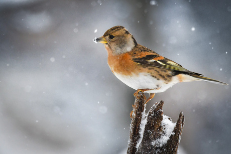 Keep in een sneeuwbui