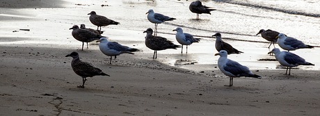 Alle neuzen dezelfde kant op, 