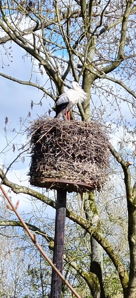 Ooievaar op het nest