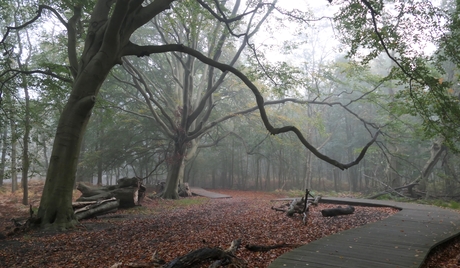 Amsterdamse Waterlleidingduinen