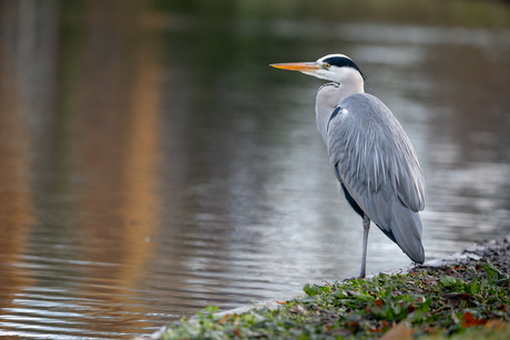 Reiger