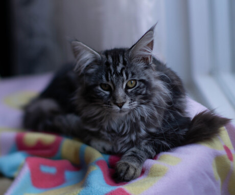 Maine Coon