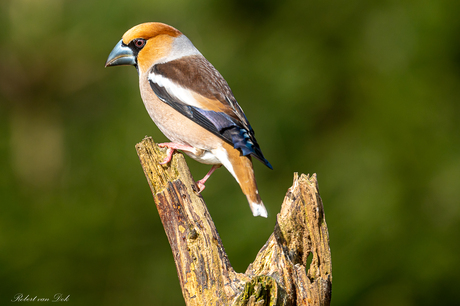 Appelvink