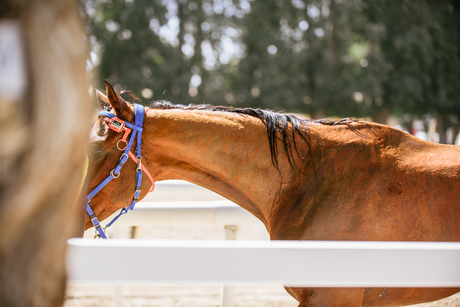 Endurance Competition Checkup - close up